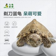 深水龟乌龟龟屋顶，龟蛋龟观赏龟小乌龟小型龟苗剃n龟全品