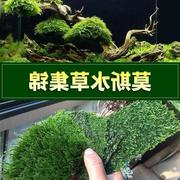 莫斯水草松茸三角火焰，莫丝片摩丝moss鱼缸，造景水族箱不锈钢定植片