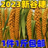 2023秋新收黄谷穗天然带壳小米穗鹦鹉玩具，谷子穗逗仓鼠棒1斤