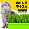 无土栽培水培土培猫薄荷草盆栽小麦草种子猫草种籽孑大麦芽苗菜苗