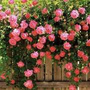 蔷薇花苗 爬藤月季玫瑰 四季爬墙绿植5年苗 庭院室内花卉盆栽植物