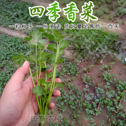 香菜种老山东种籽香，菜子农家盆栽夏季耐热芫荽，蔬菜种孑阳台菜种籽