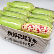新鲜花糯玉米10斤现摘当季整箱甜玉米棒子苞谷粒水果玉米蔬菜现摘