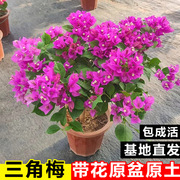 三角梅盆栽带花重瓣红绿樱大苗阳台庭院四季开花不断爬藤花卉植物