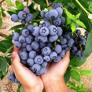 蓝莓树果苗南方北方种盆栽，地栽水果树苗，四季阳台种植当年结果
