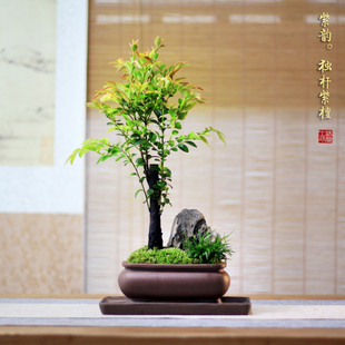 小叶紫檀黑骨茶山水盆景菖蒲盆栽办公室茶桌办公桌面室内好养绿植