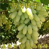 无核马奶提子葡萄苖大新疆无子白牛奶(白牛奶)葡萄树，苖盆栽爬藤四季种植