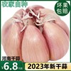 河南农家干大蒜5斤大蒜头干蒜新鲜大蒜紫皮种子，新干蒜9斤1斤蔬菜