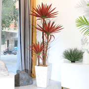 仿真绿植舌兰盆栽设计师软装室内假植物装饰商场室内