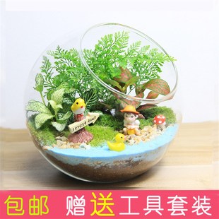 苔藓微景观生态瓶diy材料，包办公室迷你玻璃，盆栽趣味植物创意礼物