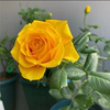 苏格兰黄油玫瑰花月季，扦插花苗特大切花盆栽，四季灌木庭院阳台