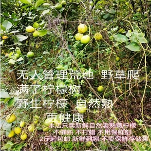 安岳农家荒地老熟新鲜柠檬野生黄柠檬(黄柠檬)青柠檬丑果无保鲜剂5斤