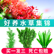 鱼缸绿菊水草植物造景莫斯阴性，真草蜈蚣草水榕沉木，草缸懒人套餐