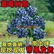 特大蓝莓树果苗盆栽地栽带果南北方种植奥尼尔蓝莓苗当年结果