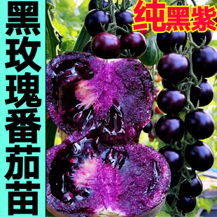 山东寿光对版纯黑紫色，黑玫瑰番茄苗，秧苗四季盆栽黑珍珠圣女果种子