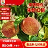 南阳桐柏朱砂红桃子新鲜血桃5斤离核红桃水果应季整箱红心老品种