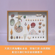 天然贝壳海螺diy制作标本挂画手工艺品摆件相框家居创意装饰制品
