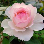 佩尔朱克月季花苗大花浓香开花粉玫瑰庭院室内四季盆栽花卉绿植物