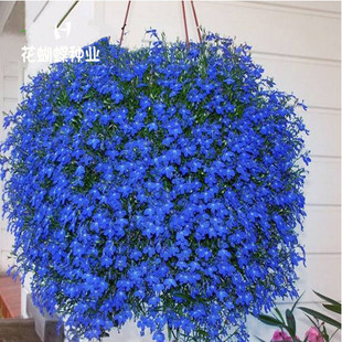 蓝花亚麻花种子四季易种阳台庭院室内外垂吊花卉盆栽植物吊兰花籽