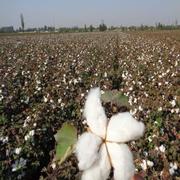高档新疆棉被4斤子单双褥人学生床一级长绒棉花被芯棉胎棉