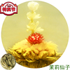 中国大陆福建省福州市会开花的茶工艺仙女仙子茉莉花茶叶10粒