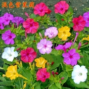 紫茉莉种子草茉莉地雷花 春季家庭阳台庭院盆栽四季播种易种花卉