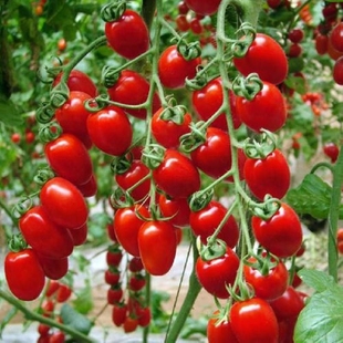 瀑布小番茄种子千禧樱桃西红柿圣女果种籽苗四季播黄蔬菜种孑种植
