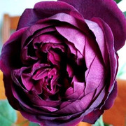 日月大花浓香月季花苗皇宫，紫黑包子型四季开阳台，花园玫瑰盆栽花卉