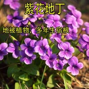 紫花地丁可做彩色草坪紫花地丁草，种苗紫花地丁草种子，犁头草鸡口舌