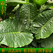 海芋霸王芋大叶滴水观音盆栽，常绿大型绿植吸甲苯，阳台庭院园林绿化