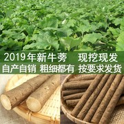 2021现挖新鲜牛蒡根，5斤牛旁根榜膀根徐州养生蔬菜，黄金牛蒡茶原料