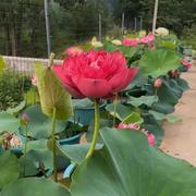 荷花种根苗大型观赏荷花苗，盆栽水培池塘藕种碗莲睡莲花卉水生植物