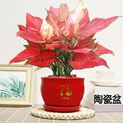 吉利红盆栽绿植室内客厅好养活美观红火四季红色植物自吸水培陶瓷