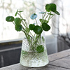 绿萝水培花盆器皿花瓶透明玻璃，插花创意水养，植物花器客厅装饰摆件