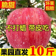 山东省烟台栖霞红富士苹果水果新鲜10现摘脆甜一级当季斤整箱