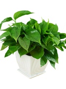 绿萝吊兰盆栽办公室植物花卉，客厅创意绿植，室内小盆景净化空气
