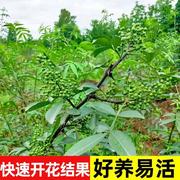 正宗四川花椒树苗青花椒大红袍花椒苗盆栽地栽慢北方种植果树果苗