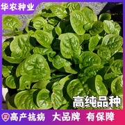 大叶木耳菜种籽爬藤菜籽庭院阳台，蔬菜种子四季盆栽，圆叶春播种孑