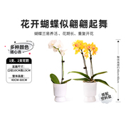 顺手买一件花构想蝴蝶兰盆栽室内花卉植物办公室绿植花卉单花