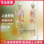 骨架模型45cm85cm人体骨，y骼模型全身，脊椎骨骼脊柱模型骨骼标本包