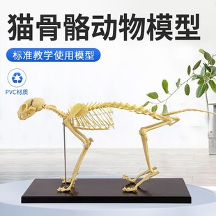 宠物骨科器械狗骨骼标本，模型动物狗猫犬教学骨架骨头骨骼模型