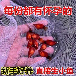 热带观赏鱼米奇鱼黄米奇鱼活体小型淡水鱼斑马鱼孔雀鱼胎生鱼耐养