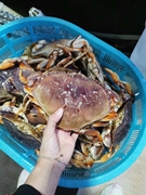 生猛鲜活加拿大进口珍宝蟹海鲜水产特大螃蟹大闸蟹梭子蟹  185/斤