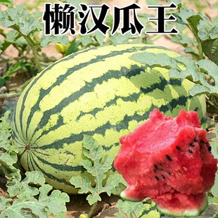 懒汉瓜王西瓜种子巨型无籽麒麟，美都甜王种籽春季四季水果蔬菜种孑