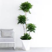 客厅落地式绿植室内大盆栽，适合放卧室，的吸甲醛幸福树大棵大型耐阴