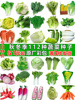 四季蔬菜种子适合秋播种植青菜生菜香菜菠菜籽，白菜萝卜籽种孑大全