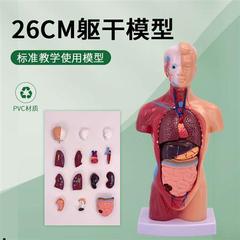 26CM人体解剖模型器官可拆卸医学教学心K脏模型躯干系统结构图解