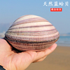 天然超大贝壳蓝蛤贝海螺鱼缸造景海星标本收藏送礼贝壳首饰盒
