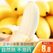 现摘广西小米蕉当季新鲜水果，9斤整箱自然，熟banana苹果蕉香蕉粉蕉