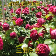 红色龙沙宝石藤本月季花苗，特大花浓香，四季开庭院蔷薇爬藤植物红龙